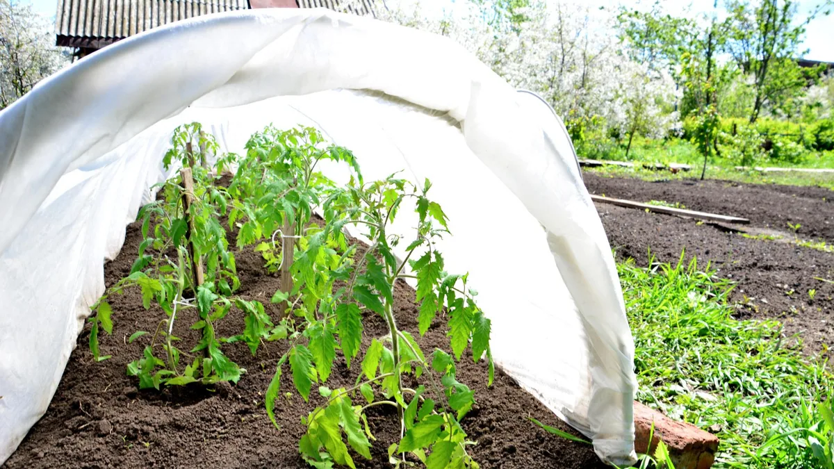 Jeune plant de tomate avec deux cotylédons lisses et premières vraies feuilles dentées