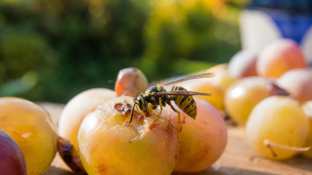 Guêpe posée sur un fruit mûr en extérieur, lumière chaude de fin d'été