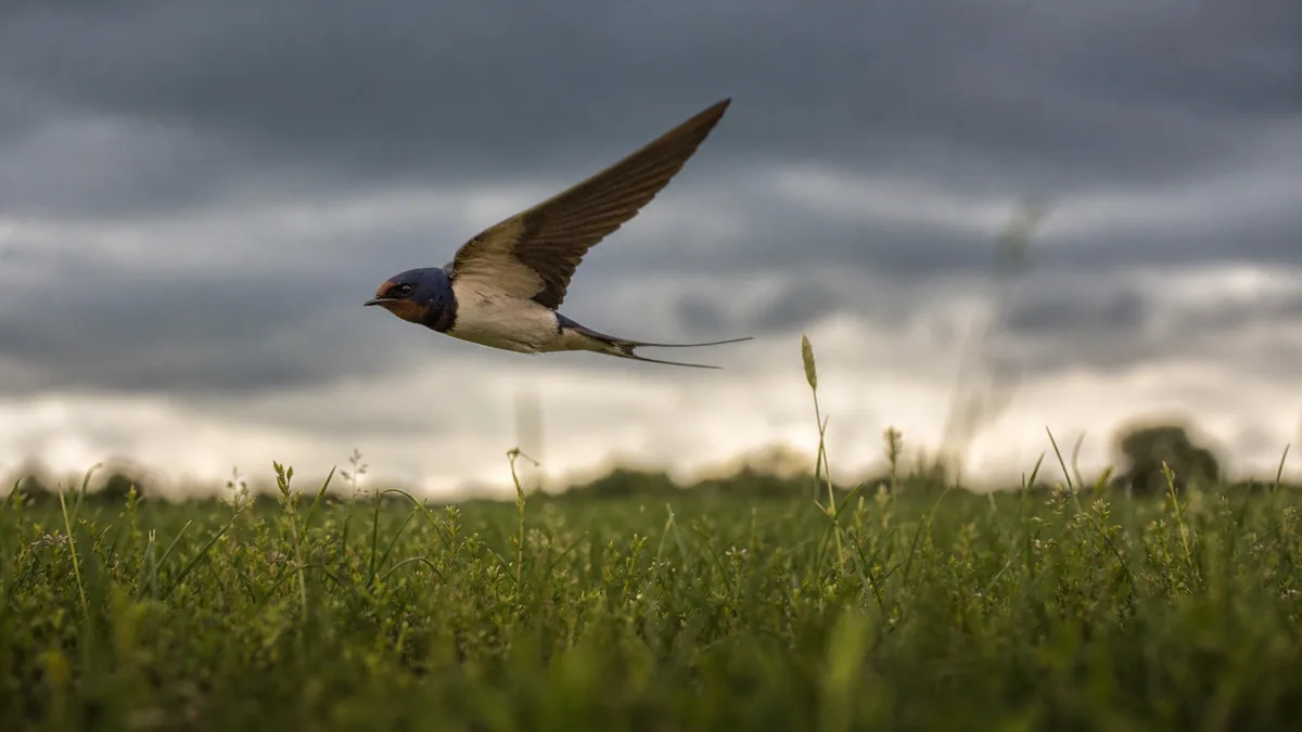 Hirondelle en plein vol proche du sol au-dessus d'un champ, ciel nuageux en arrière-plan